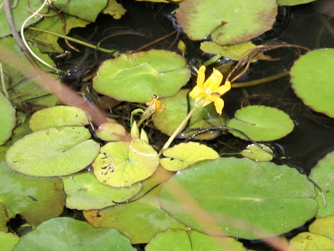 Nymphoides peltata