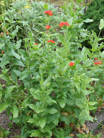 Lychnis chalcedonica