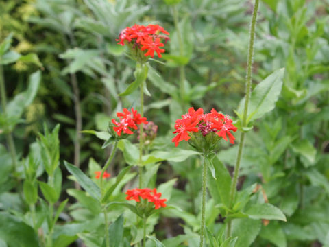 Lychnis chalcedonica