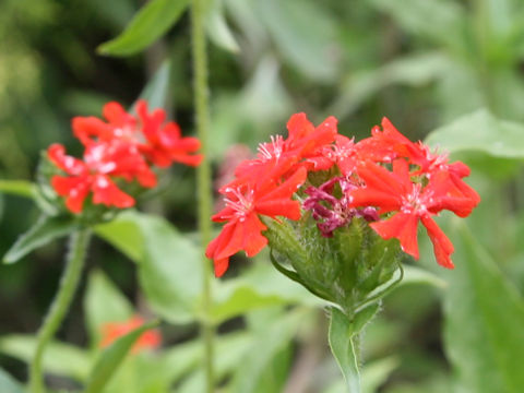 Lychnis chalcedonica