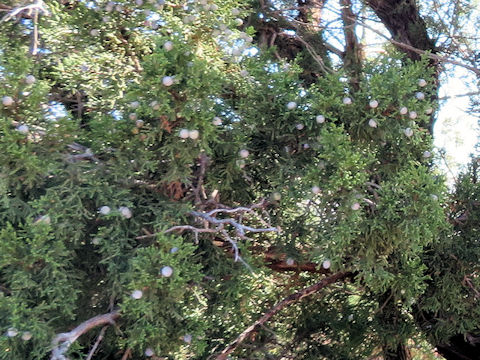 Juniperus ashei