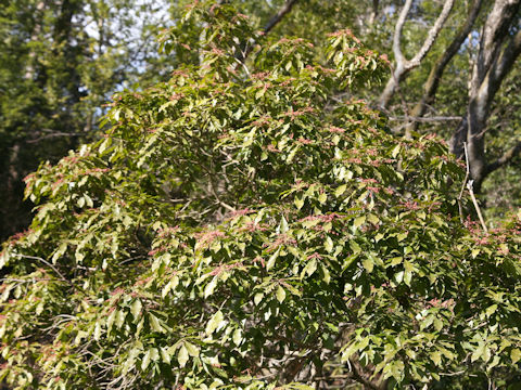 Pieris japonica