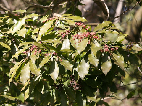 Pieris japonica