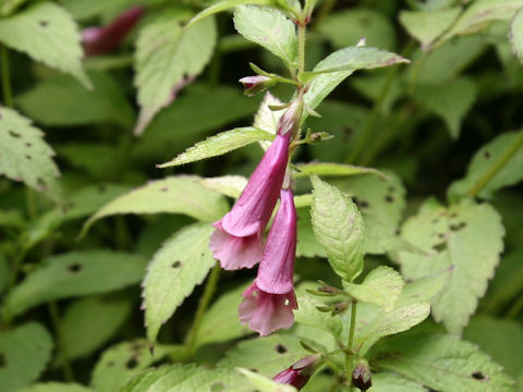 Chelonopsis yagiharana