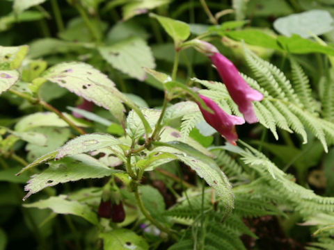 Chelonopsis yagiharana