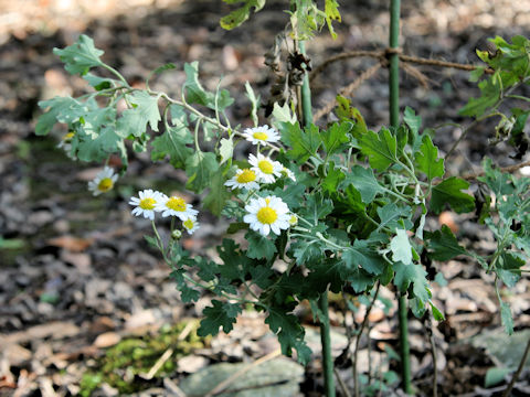 Chrysanthemum occidentali-japonense var. ashizuriense