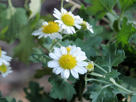 Chrysanthemum occidentali-japonense var. ashizuriense