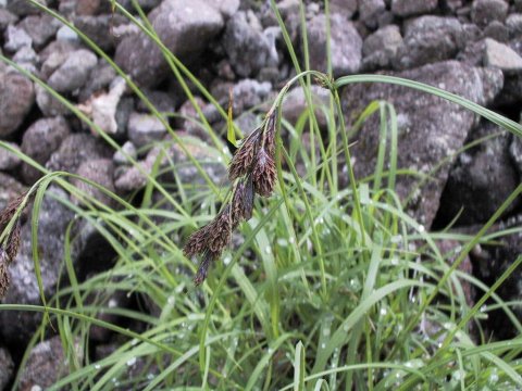 Carex scita var. brevisquama