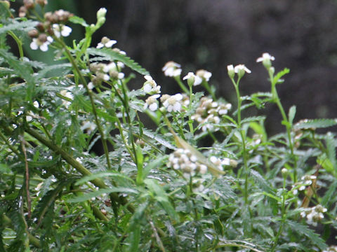 Achillea alpina ssp. subcartilaginea