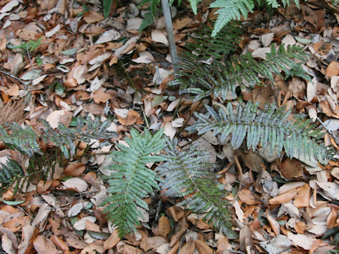 Polystichum fibrillosopaleaceum