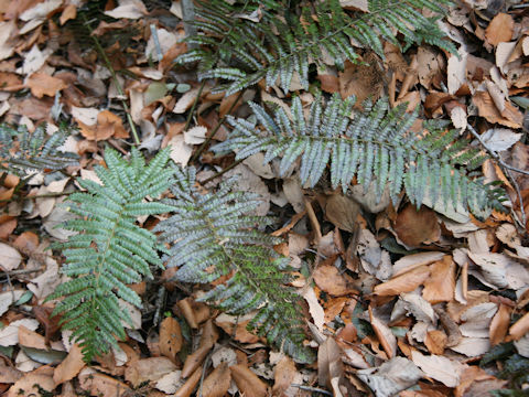 Polystichum fibrillosopaleaceum