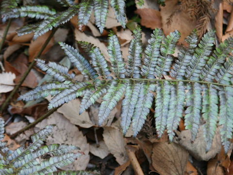 Polystichum fibrillosopaleaceum