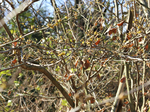 Hamamelis japonica var. bitchuensis