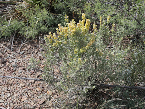 Atriplex canescens