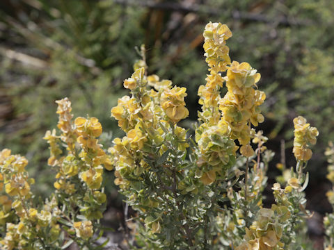 Atriplex canescens