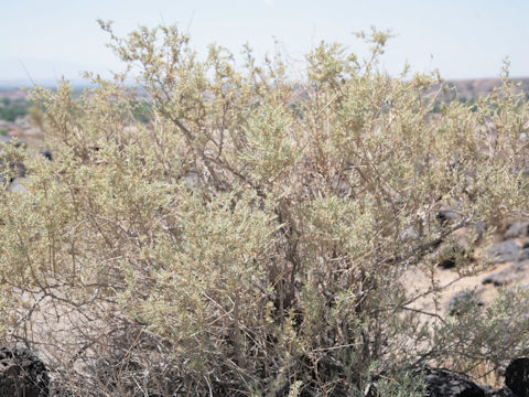 Atriplex canescens