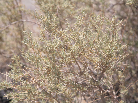 Atriplex canescens