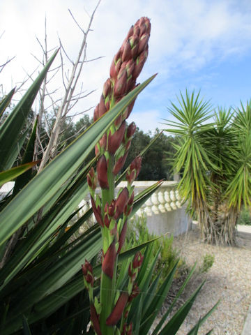 Yucca gloriosa