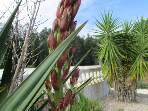 Yucca gloriosa