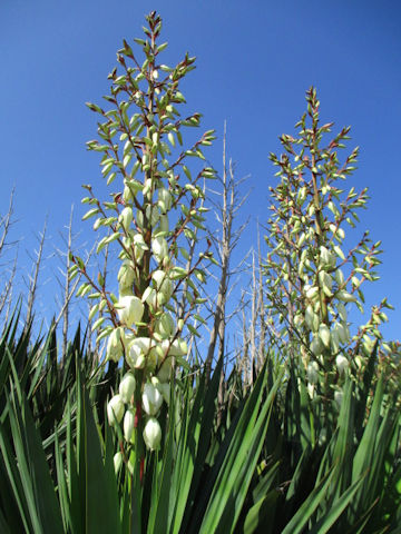 Yucca gloriosa