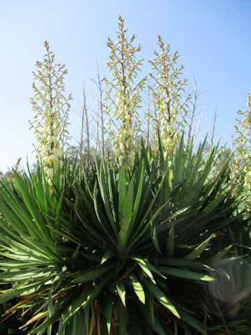 Yucca gloriosa