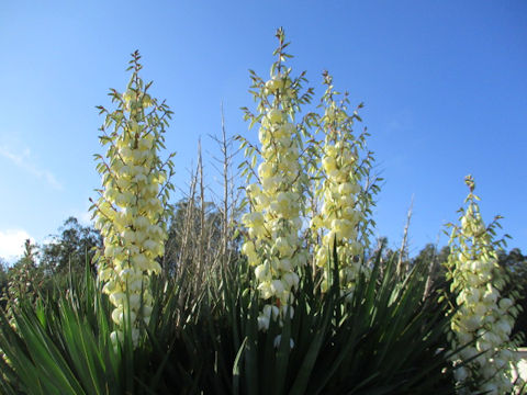 Yucca gloriosa