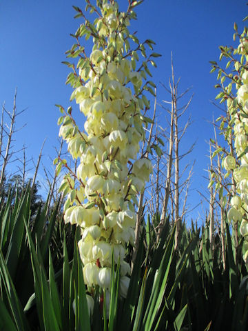 Yucca gloriosa