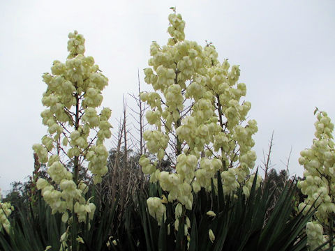 Yucca gloriosa