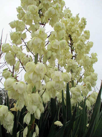 Yucca gloriosa