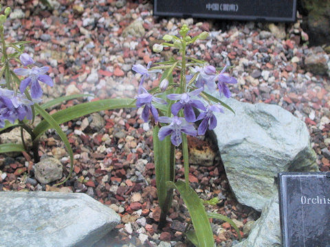 Orchis graminifolia var. suzukiana