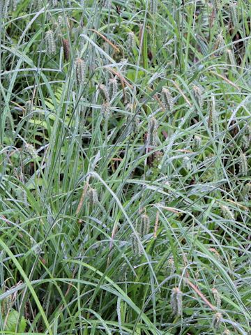 Carex dimorpholepis