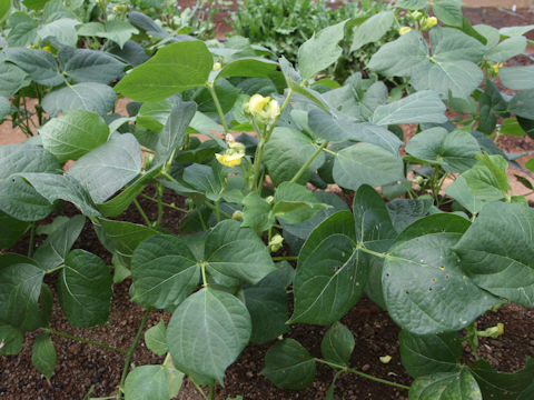 Vigna angularis