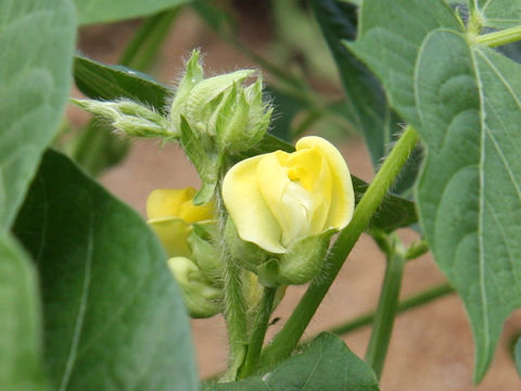 Vigna angularis