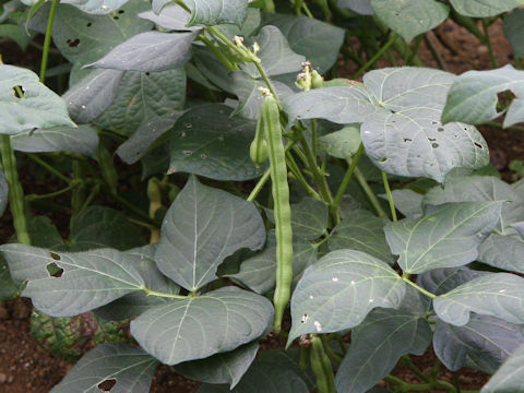 Vigna angularis