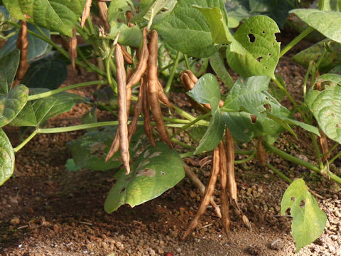 Vigna angularis