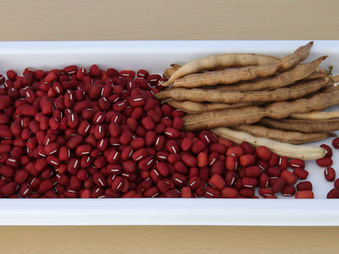 Vigna angularis
