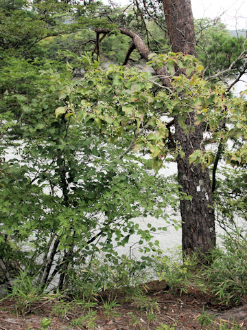 Sorbus alnifolia