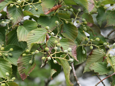 Sorbus alnifolia