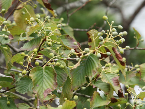 Sorbus alnifolia