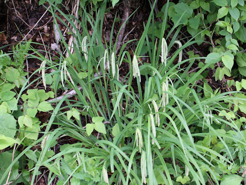 Carex shimidzensis