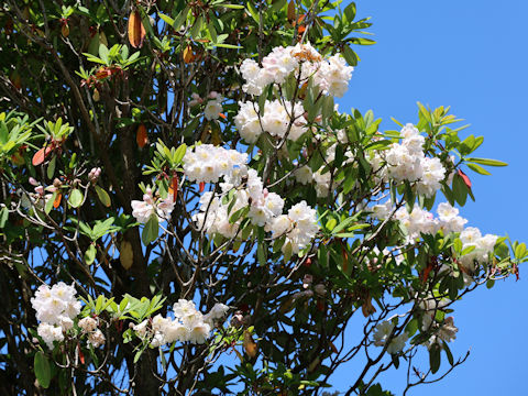 Rhododendron degronianum