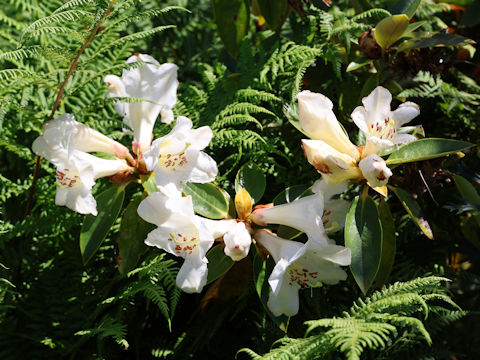 Rhododendron degronianum