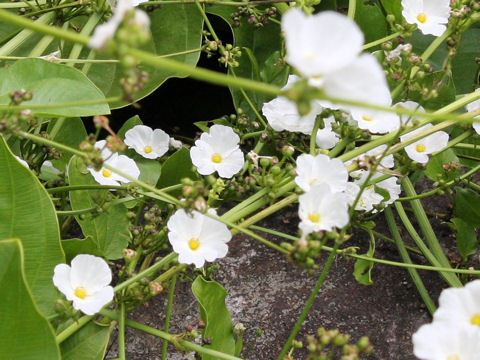 Echinodorus grandiflorus ssp. aureus