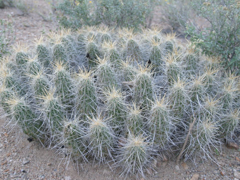 Echinocereus engelmannii