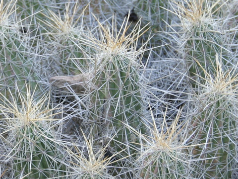 Echinocereus engelmannii