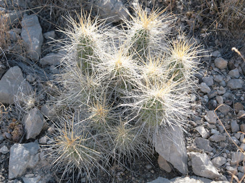 Echinocereus engelmannii