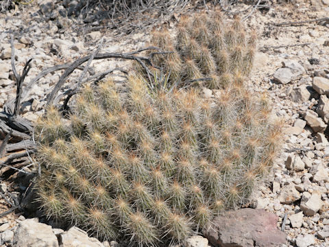 Echinocereus engelmannii