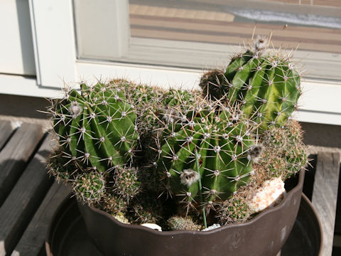 Echinopsis oxygona