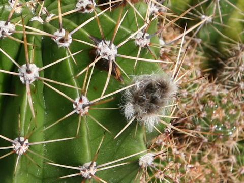 Echinopsis oxygona