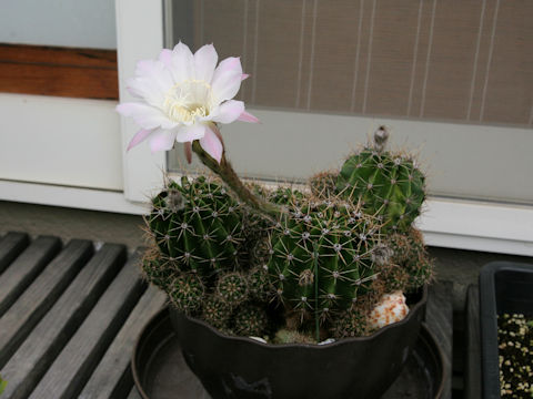 Echinopsis oxygona